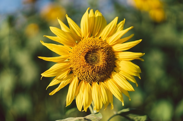 Beautiful landscape with yellow sunflowers. Sunflower field, agriculture, harvest concept. Sunflower seeds, vegetable oil.