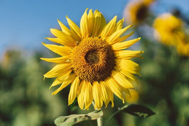 Beautiful landscape with yellow sunflowers. Sunflower field, agriculture, harvest concept. Sunflower seeds, vegetable oil.