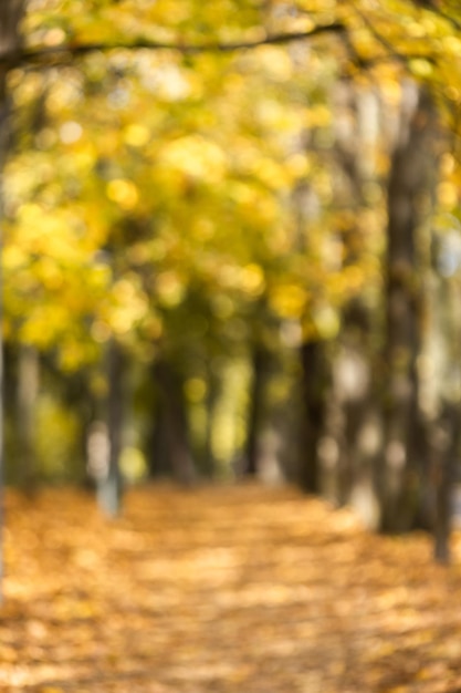 Beautiful landscape with yellow treesgreen grass and sun Colorful foliage in the park Falling leaves natural background