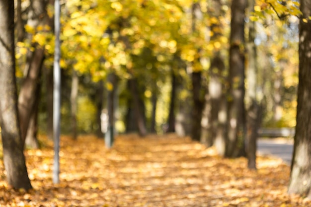 Beautiful landscape with yellow treesgreen grass and sun Colorful foliage in the park Falling leaves natural background