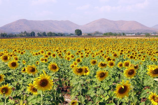 Foto bello paesaggio del giacimento di fiore giallo del sole con lo sfondo della montagna e del bello cielo