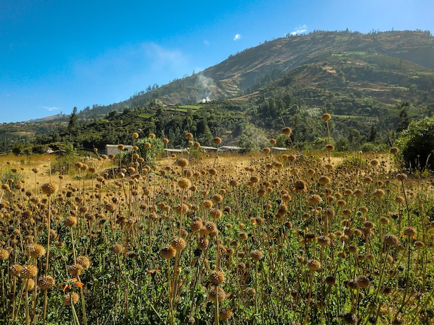 Beautiful landscapes of the mountains in Yungay Peru