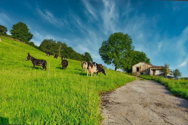 beautiful landscapes in the pasiegos valleys cantabria