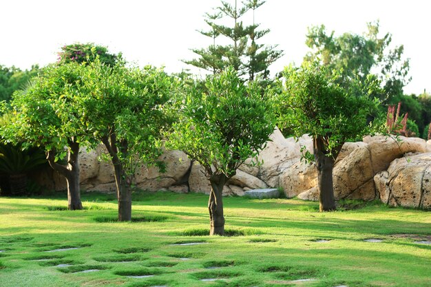 Bellissimo paesaggio in giardino