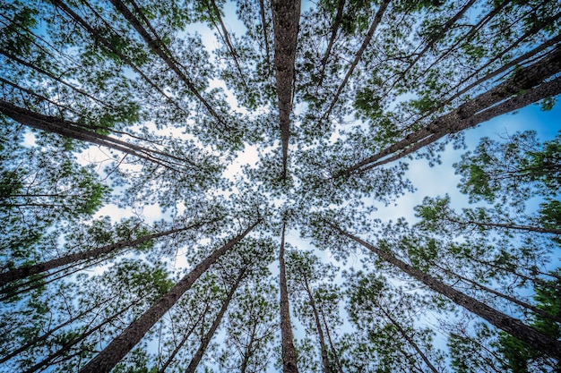 다른 나무가 있는 아름다운 낙엽송 숲 여름, 흰 구름이 있는 푸른 하늘이 있는 자연 산책로의 산에 녹색 소나무 숲.