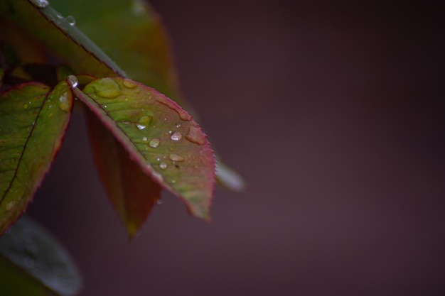 Beautiful large drop morning dew in nature selective focus Drops of clean transparent water on leaves background