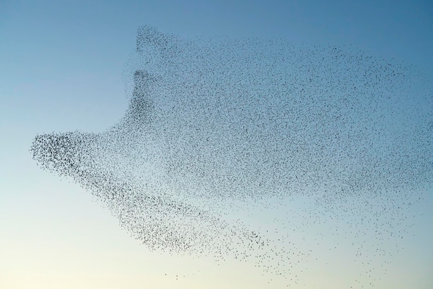 Beautiful large flock of starlings birds fly in the Netherlands. Starling murmurations.