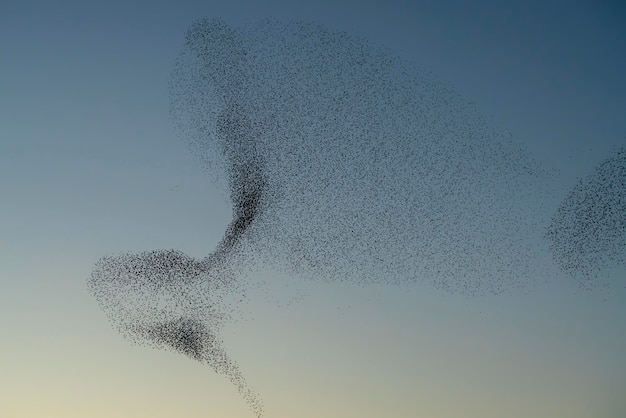 Beautiful large flock of starlings birds fly in the Netherlands. Starling murmurations.
