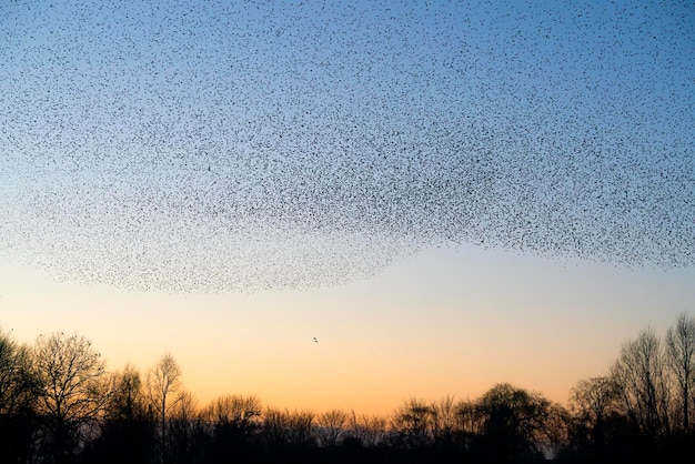 Beautiful large flock of starlings birds fly in the Netherlands. Starling murmurations.