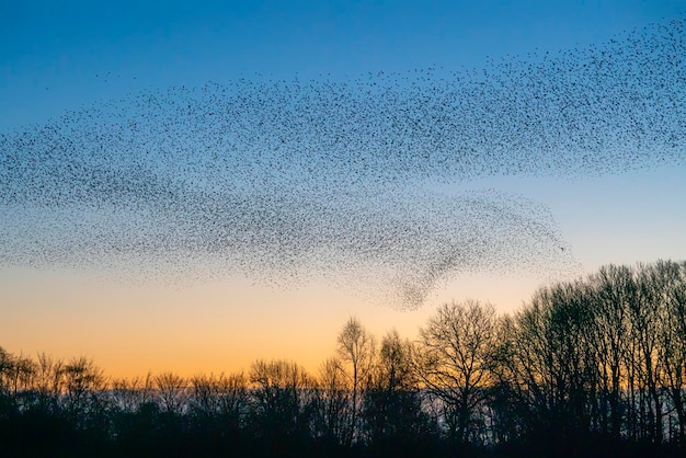 Beautiful large flock of starlings birds fly in the Netherlands. Starling murmurations.