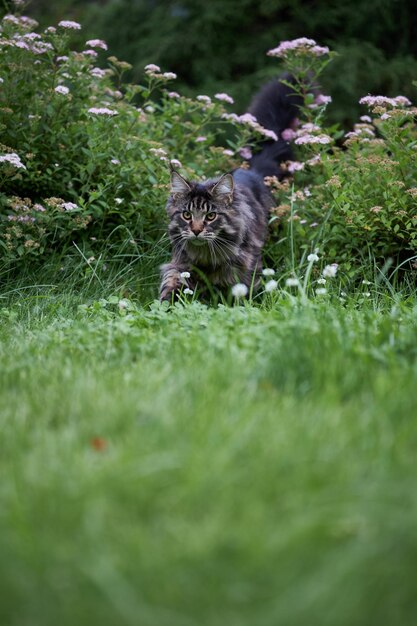 Beautiful large fluffy Maine coon cat with long fluffy tail walks in the yard on green lawn in sunny day