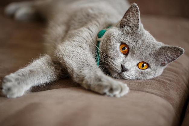 Un bellissimo gatto scottish fold grigio giace su un divano marrone. animali domestici di razza d'élite