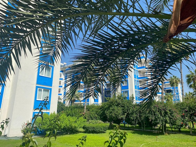 Beautiful large green leaves and branches of a palm tree against the backdrop of hotel buildings