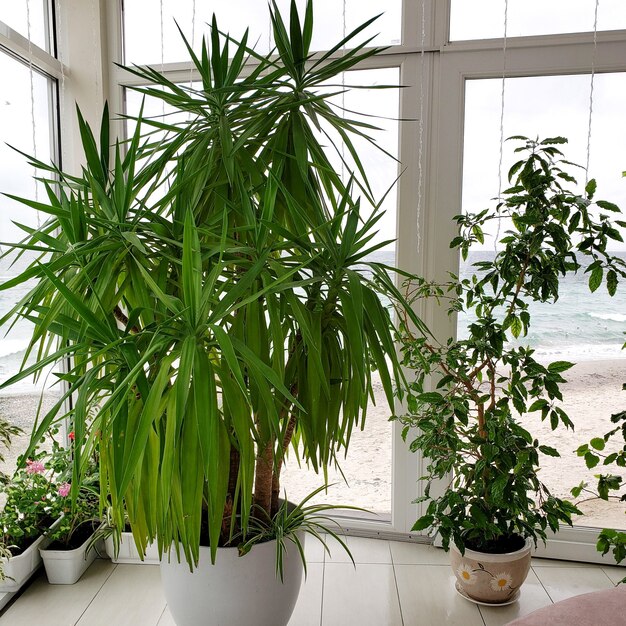 Beautiful large indoor flowers in pots against the background of the window and the sea interior