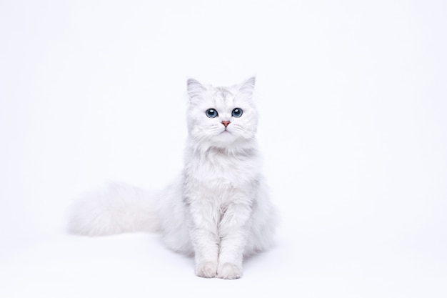 Красивый большой длинношерстный белый милый котенок с красивыми голубыми глазами.