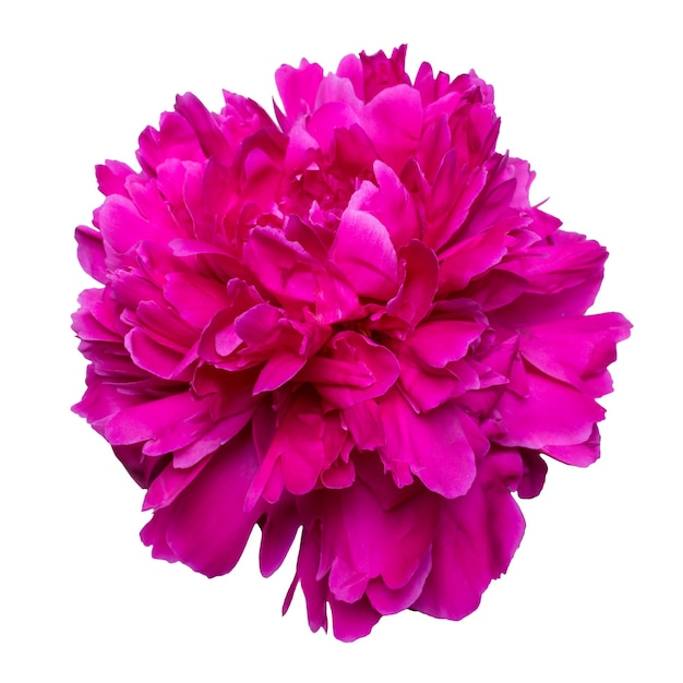 Beautiful large peony flower isolated on white background