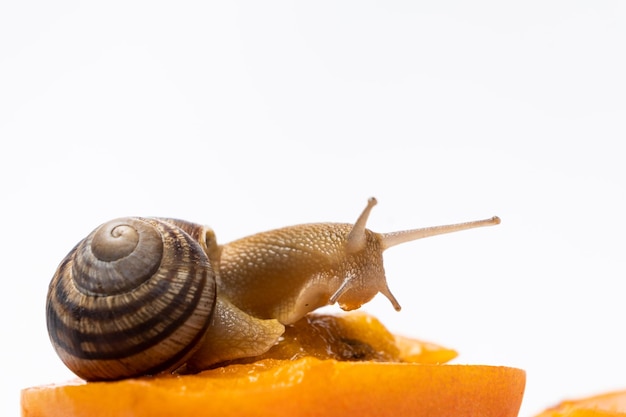 Beautiful large snail Helix pomatia sits on an apricot