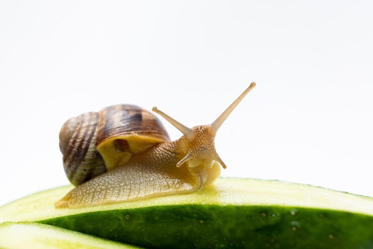 Photo 美しい大きなカタツムリ helix pomatia がキュウリの上に座って、テキストの場所としてカメラを見つめます
