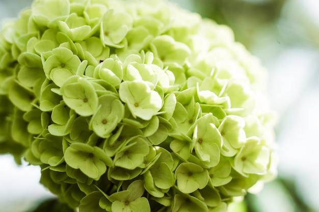 Beautiful large white blooming hydrangea limelight paniculata