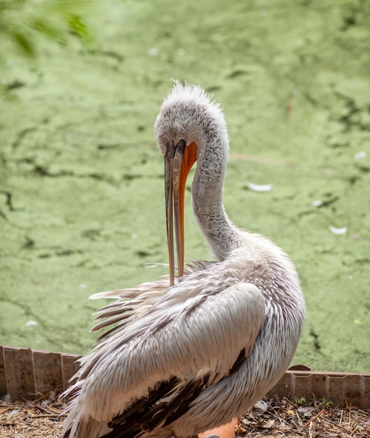 beautiful large white pelican on the shore cleans feathers in the zoo