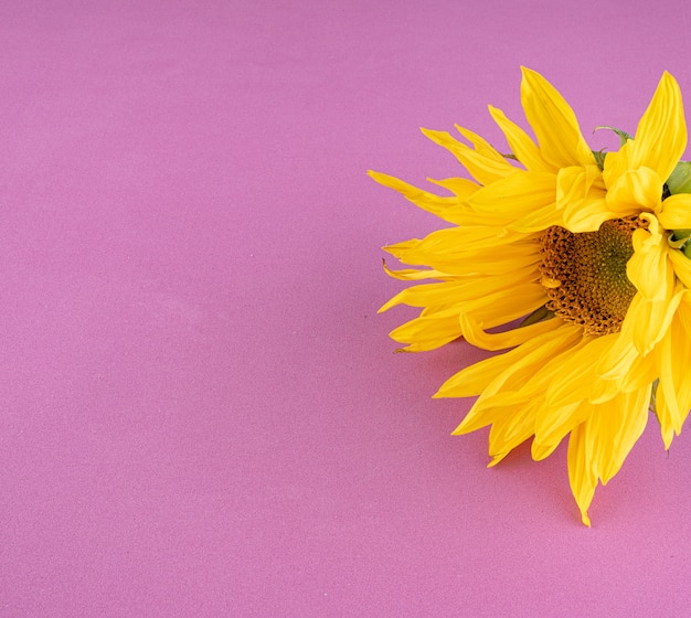 Beautiful large, yellow sunflower flower on a light purple background, close-up. 