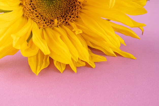 Beautiful large, yellow sunflower flower