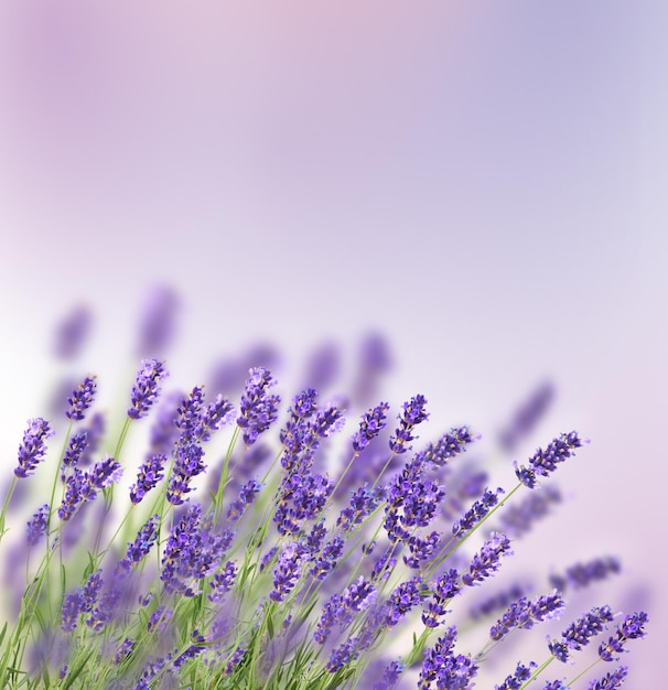 Photo beautiful lavender background