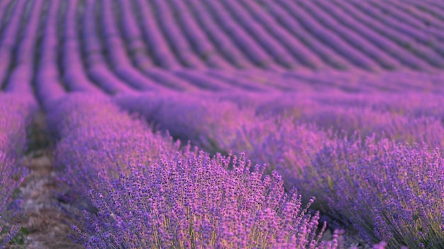 Foto bellissimo campo di lavanda ad alto angolo