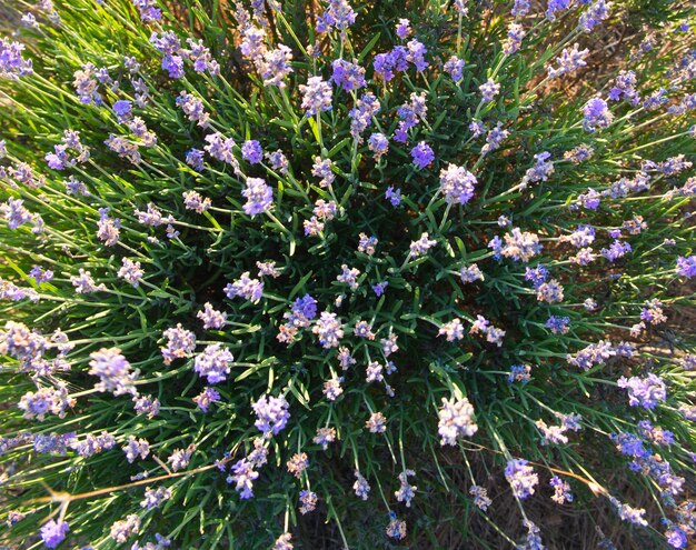 Beautiful lavender field in Sevastopol Crimea