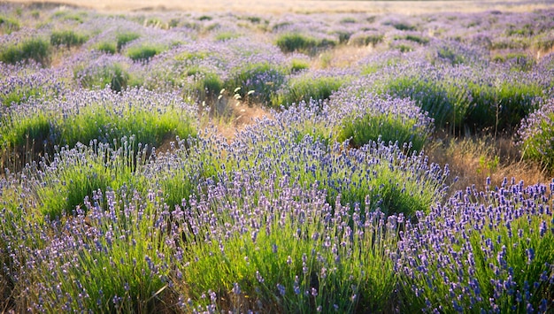 Beautiful lavender field in Sevastopol, Crimea