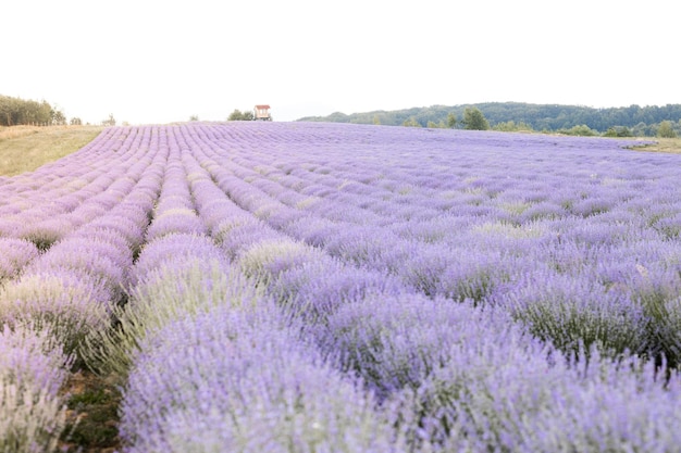 Beautiful lavender field at sunrise Purple flower background Blossom violet aromatic plants