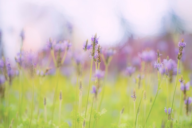 ラベンダーの花に夏の選択的でソフトフォーカスの美しいラベンダーの花