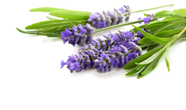 Beautiful Lavender flowers bunch isolated on a white background