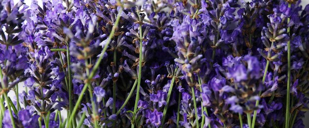 Bellissimi fiori di lavanda da vicino e fuoco selettivo