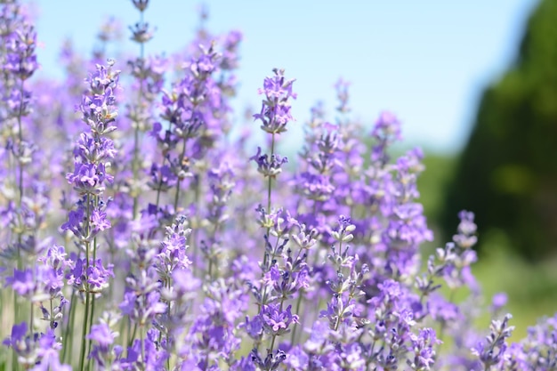 Beautiful lavender flowers growing in field closeup