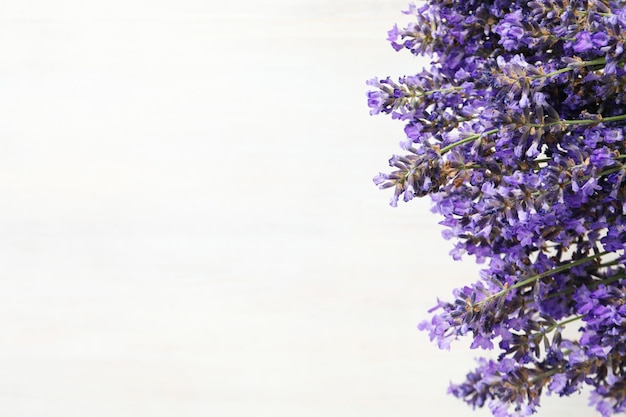 Beautiful lavender flowers on white textured background space for text