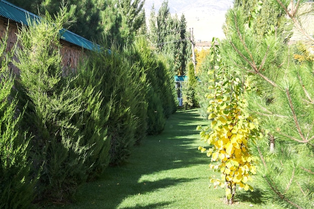 Beautiful lawn on green hills