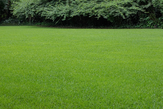 Beautiful lawn in a natural landscape