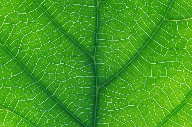 Beautiful Leaf Background Nature's Delight in Visual Harmony