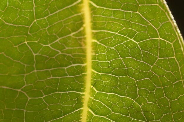 Beautiful Leaf Macro A Captivating CloseUp of Nature's Delicate Beauty