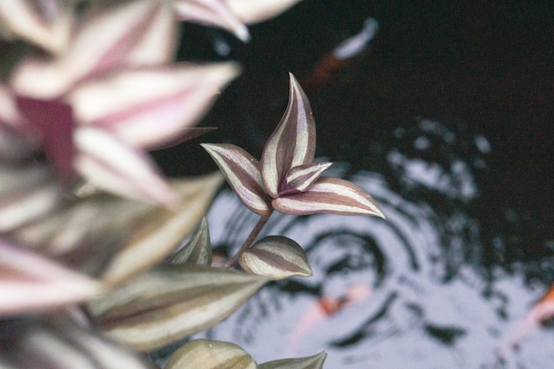 Photo beautiful leaf above the pool