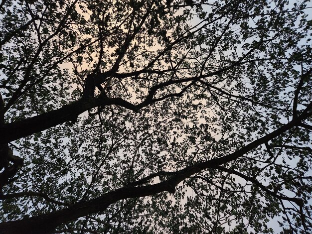 Beautiful Leaf and sky background