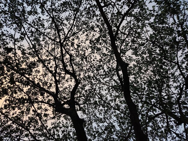 Beautiful Leaf and sky background