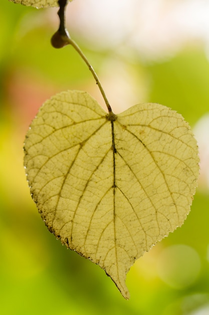 Foto bella foglia su un albero