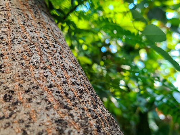 A beautiful leaf wood background to give your home a naturalistic feel