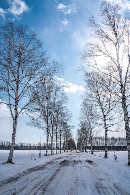 Beautiful Leafless Tree In Winter