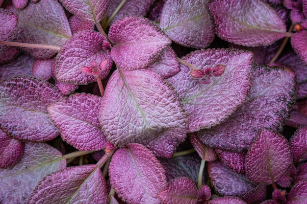 Beautiful leave plant on the floor background