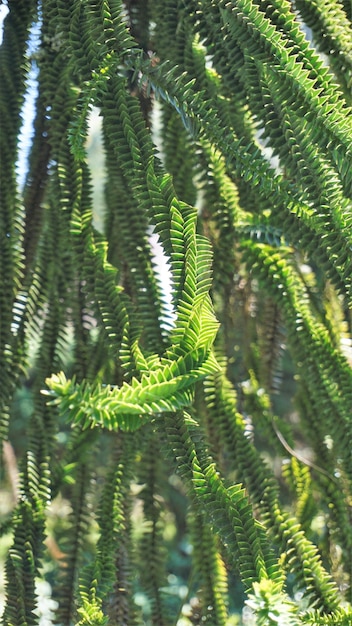 Beautiful leaves of Araucaria araucana also known as Monkey puzzle tree Araucaria Chilean pine etc