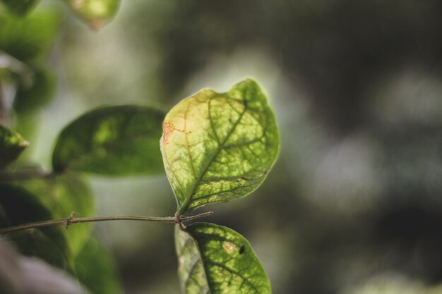 Photo beautiful leaves background