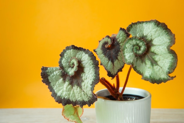 Beautiful leaves of decorative deciduous begonia escargot in a pot copy space growing potted house plants green home decor care and cultivation